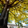 MEMORIAL TREE