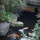 神社の鯉