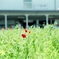 2011-04-29_ MINOLTA α-Sweet_09