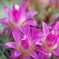 サボテンの花　３