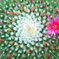 サボテンの花　１