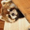 レッサーパンダ