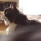 うちの猫