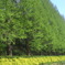 新緑の公園