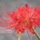 曼珠沙華