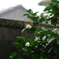 急な雨に降られて