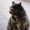 ドブ柄の看板猫
