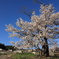 青桜