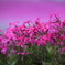 芝桜