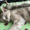 寝る老猫