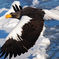 Steller's sea eagl～翼ひろげて～