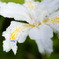 隣庭花