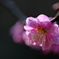 蓮華寺3