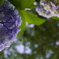 王子　紫陽花