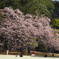 新宿御苑、見頃の桜