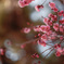 早咲きの梅の花