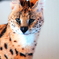 サーバル　凛々しい猫