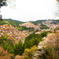 吉野山の桜