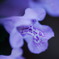 薄紫の花