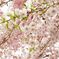 吉野の桜