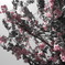 SAKURA from San Francisco.