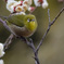 冬ごもり春さり来れば鳴かざりし鳥も来鳴きぬ咲かざりし花も咲けれど…