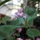ヒマラヤユキノシタの花が咲いてくれました