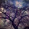 rainbow cherry blossom