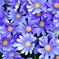 温室の花Ⅰ
