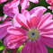 温室の花Ⅲ