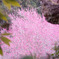 桜の木