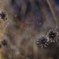 花火のような VI