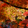 紅葉４