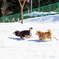 雪遊び5