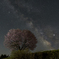 野平の一本桜