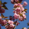 八重桜