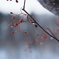 冬の雫