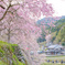 又兵衛桜