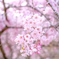 又兵衛桜