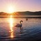 Sunrise swan
