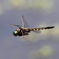 FLY　OUT