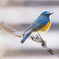 青い鳥