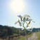 Shine!!