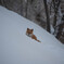 キタキツネ
