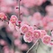 梅