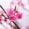 河津桜