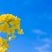 渥美半島の菜の花2023④