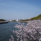 大川の桜