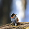 野鳥⑩