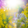 桜と菜の花のマジックアワー